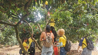 端午福利！Ag亞洲集團食品組織摘荔枝活動