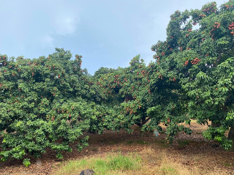 端午福利！Ag亞洲集團食品組織摘荔枝活動